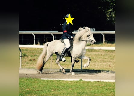 Caballos islandeses, Caballo castrado, 18 años, 133 cm, Tordo