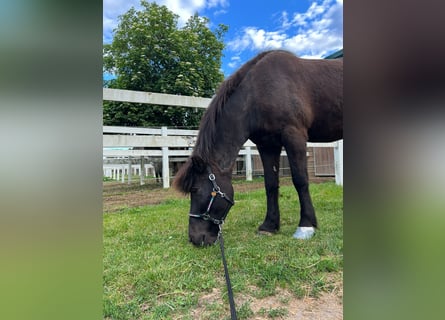 Caballos islandeses, Caballo castrado, 19 años, 145 cm, Negro