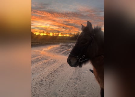 Caballos islandeses, Caballo castrado, 24 años, 140 cm, Alazán-tostado