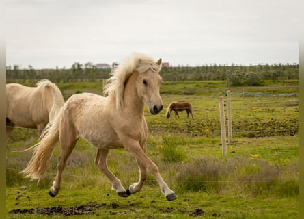 Caballos islandeses, Caballo castrado, 2 años, 138 cm, Palomino