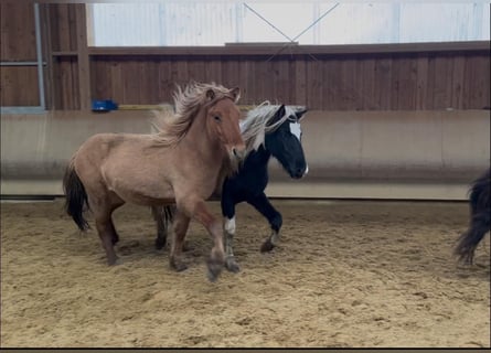 Caballos islandeses, Caballo castrado, 2 años, 140 cm, Bayo