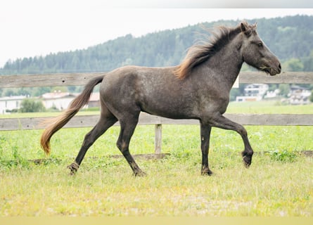 Caballos islandeses, Caballo castrado, 2 años, 143 cm, Tordillo negro