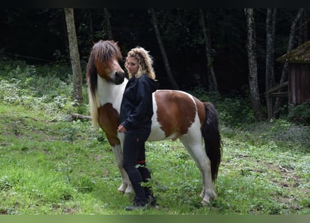Caballos islandeses, Caballo castrado, 3 años, 137 cm, Pío