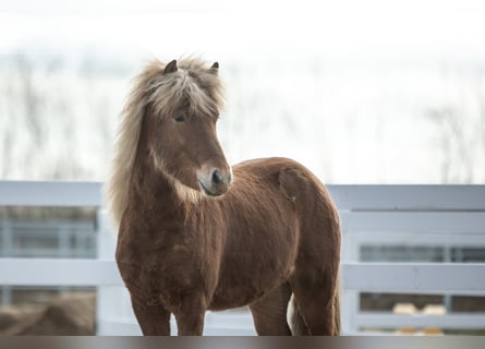 Caballos islandeses, Caballo castrado, 3 años, 142 cm, Alazán