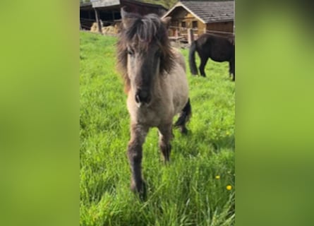 Caballos islandeses, Caballo castrado, 3 años, 142 cm, Bayo