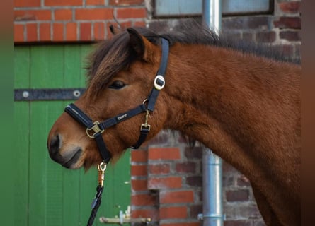 Caballos islandeses, Caballo castrado, 3 años, 144 cm, Castaño