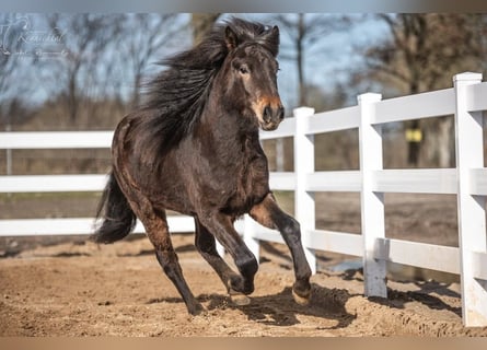 Caballos islandeses, Caballo castrado, 3 años, Castaño