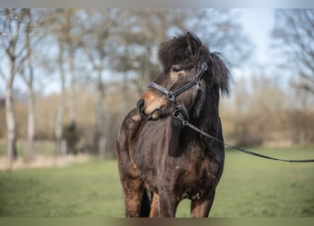 Caballos islandeses, Caballo castrado, 3 años, Castaño