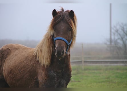 Caballos islandeses, Caballo castrado, 3 años, Palomino