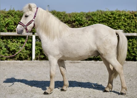 Caballos islandeses, Caballo castrado, 4 años, 130 cm, Champán