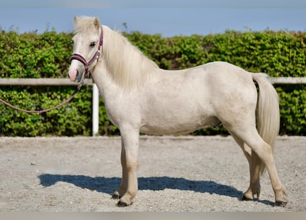 Caballos islandeses, Caballo castrado, 4 años, 130 cm, Palomino