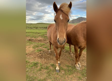 Caballos islandeses, Caballo castrado, 4 años, 134 cm, Alazán-tostado