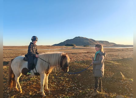 Caballos islandeses, Caballo castrado, 4 años, 136 cm, Overo-todas las-capas