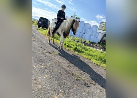 Caballos islandeses, Caballo castrado, 4 años, 136 cm, Overo-todas las-capas