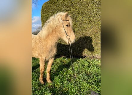 Caballos islandeses, Caballo castrado, 4 años, 136 cm, Palomino