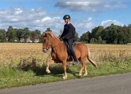 Caballos islandeses, Caballo castrado, 4 años, 137 cm, Alazán