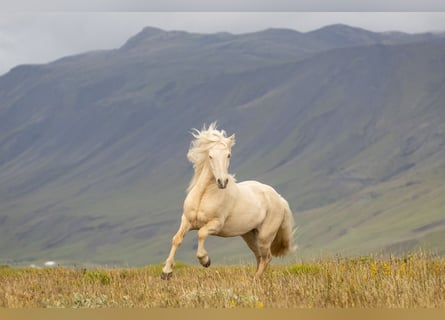 Caballos islandeses, Caballo castrado, 4 años, 137 cm, Palomino