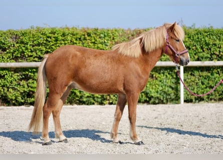 Caballos islandeses, Caballo castrado, 4 años, 138 cm, Alazán