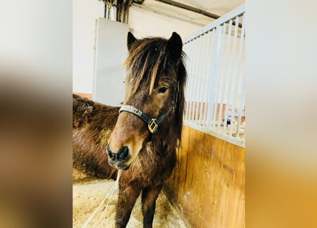 Caballos islandeses, Caballo castrado, 4 años, 140 cm, Castaño