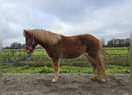 Caballos islandeses, Caballo castrado, 4 años, 142 cm, Alazán