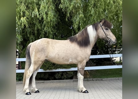 Caballos islandeses, Caballo castrado, 4 años, 143 cm, Pío