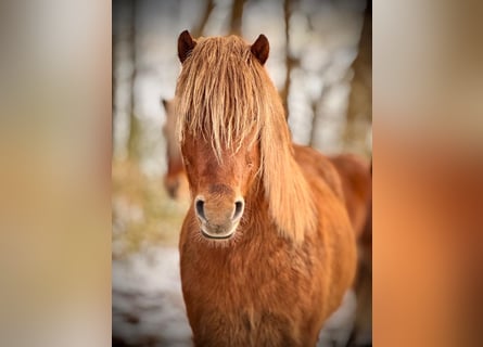 Caballos islandeses, Caballo castrado, 4 años, Alazán