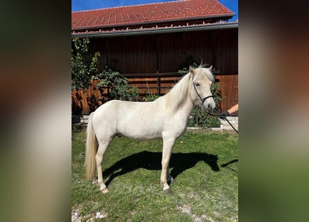 Caballos islandeses, Caballo castrado, 4 años, Tordo