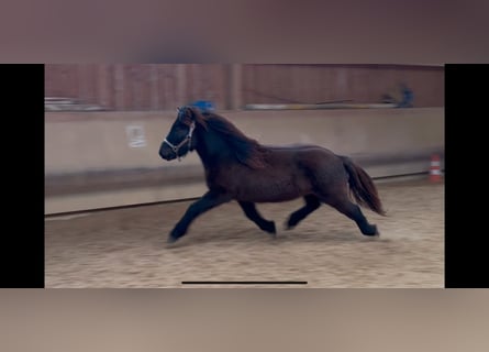 Caballos islandeses, Caballo castrado, 5 años, 132 cm, Negro