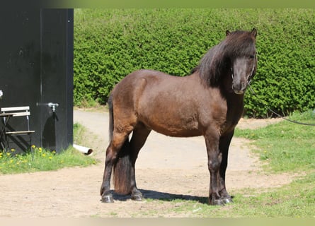 Caballos islandeses, Caballo castrado, 5 años, 135 cm, Negro