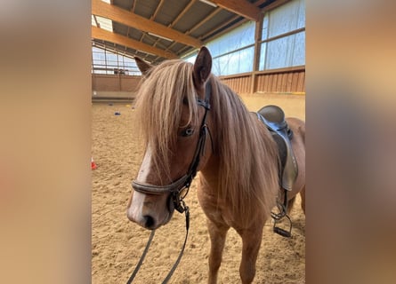 Caballos islandeses, Caballo castrado, 5 años, 137 cm, Bayo