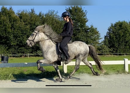 Caballos islandeses, Caballo castrado, 5 años, 137 cm, Tordillo negro