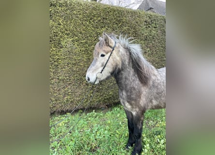 Caballos islandeses, Caballo castrado, 5 años, 137 cm, Tordo rodado