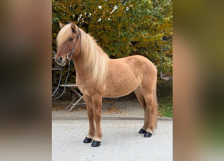 Caballos islandeses, Caballo castrado, 5 años, 140 cm, Bayo