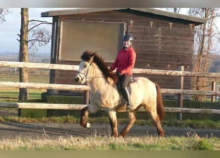 Caballos islandeses, Caballo castrado, 5 años, 140 cm, Buckskin/Bayo