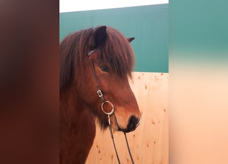 Caballos islandeses, Caballo castrado, 5 años, 140 cm, Castaño oscuro