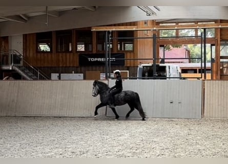 Caballos islandeses, Caballo castrado, 5 años, 142 cm, Tordillo negro