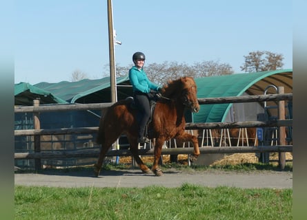 Caballos islandeses, Caballo castrado, 5 años, 143 cm, Alazán