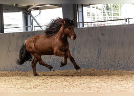 Caballos islandeses, Caballo castrado, 5 años, 146 cm, Bayo