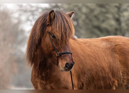 Caballos islandeses, Caballo castrado, 5 años, 146 cm, Castaño