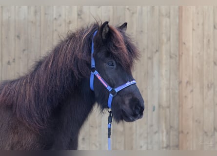 Caballos islandeses, Caballo castrado, 5 años, Negro