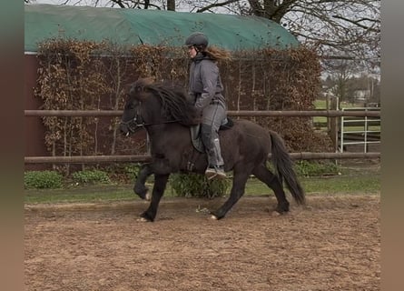 Caballos islandeses, Caballo castrado, 6 años, 132 cm, Negro