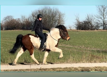 Caballos islandeses, Caballo castrado, 6 años, 137 cm, Pío