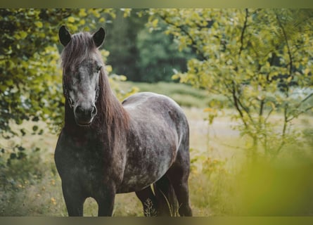 Caballos islandeses, Caballo castrado, 6 años, 137 cm, Tordillo negro