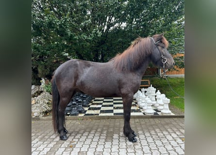 Caballos islandeses, Caballo castrado, 6 años, 138 cm, Negro