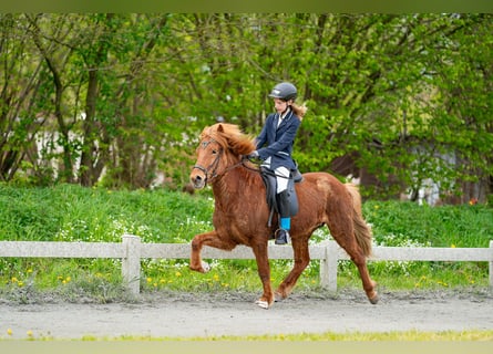 Caballos islandeses, Caballo castrado, 6 años, 140 cm, Alazán