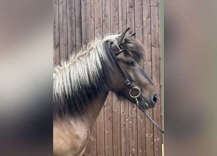 Caballos islandeses, Caballo castrado, 6 años, 140 cm, Bayo