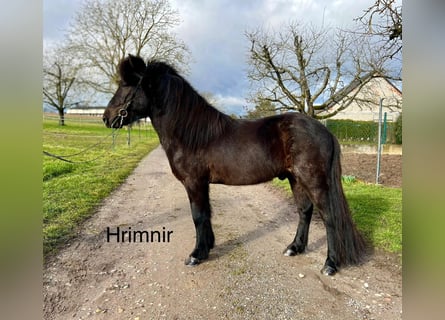 Caballos islandeses, Caballo castrado, 6 años, 140 cm, Negro