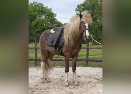 Caballos islandeses, Caballo castrado, 6 años, 140 cm, Pío