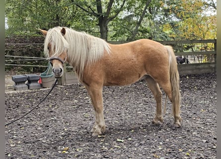 Caballos islandeses Mestizo, Caballo castrado, 6 años, 142 cm, Alazán