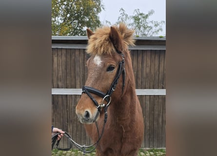 Caballos islandeses, Caballo castrado, 6 años, 143 cm, Alazán